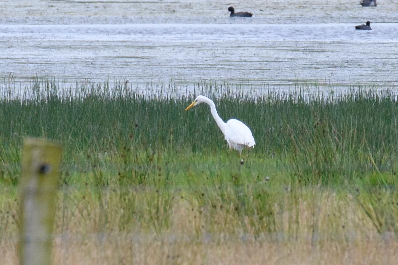  20170727-PB5_7605.JPG </br ><small> 2017-07-27 11:51</br >NIKON D500 + 200.0-500.0 mm f/5.6<br /> 500mm 1/500s f/8 ISO 720</small>