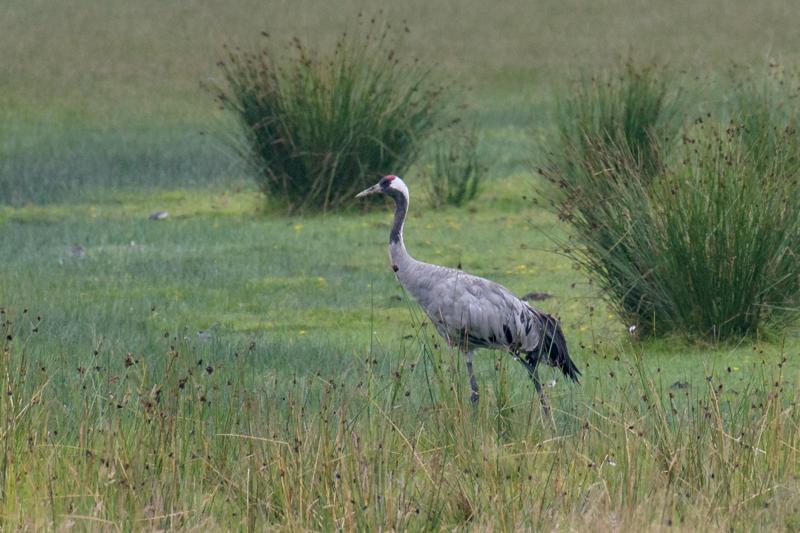  20170727-PB5_7608.JPG </br ><small> 2017-07-27 11:59</br >NIKON D500 + 200.0-500.0 mm f/5.6<br /> 500mm 1/500s f/8 ISO 900</small>