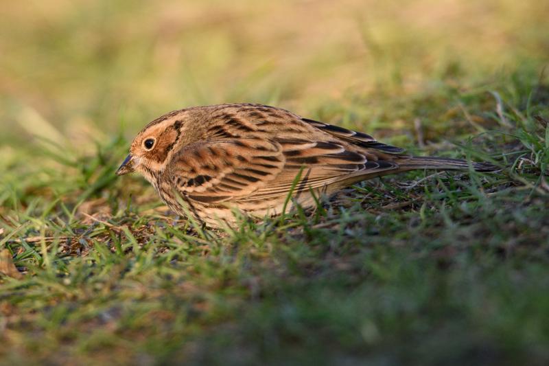  20141129_PB8_5074.JPG </br ><small> 2014-11-29 15:46</br >NIKON D800 + 150.0-600.0 mm f/5.0-6.3<br /> 500mm 1/500s f/8 ISO 1000</small>