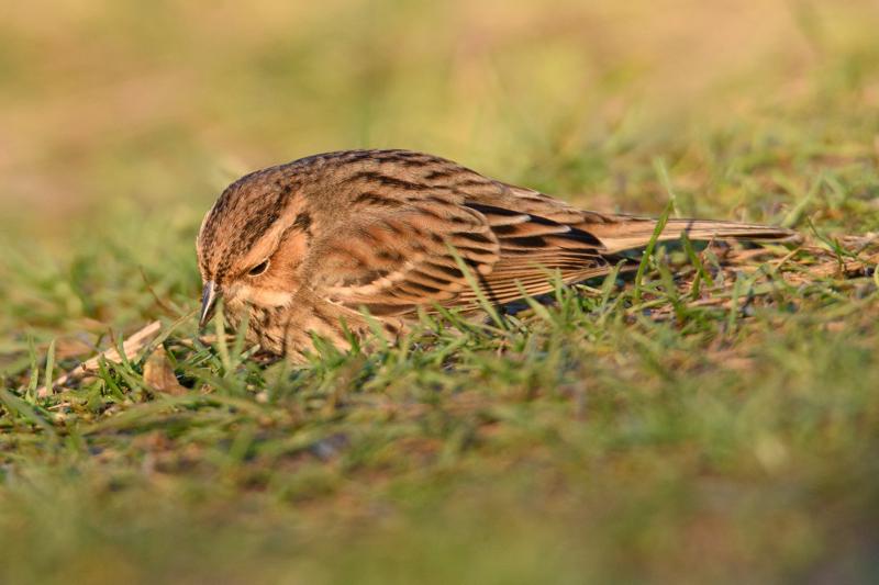  20141129_PB8_5078.JPG </br ><small> 2014-11-29 15:46</br >NIKON D800 + 150.0-600.0 mm f/5.0-6.3<br /> 500mm 1/500s f/8 ISO 900</small>