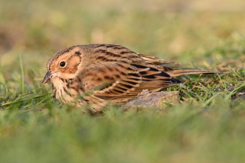  20141129_PB8_5086.JPG </br ><small> 2014-11-29 15:46</br >NIKON D800 + 150.0-600.0 mm f/5.0-6.3<br /> 500mm 1/500s f/8 ISO 1250</small>