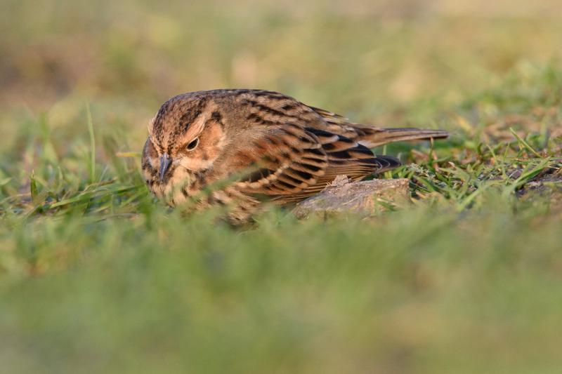  20141129_PB8_5087.JPG </br ><small> 2014-11-29 15:46</br >NIKON D800 + 150.0-600.0 mm f/5.0-6.3<br /> 500mm 1/500s f/8 ISO 1250</small>