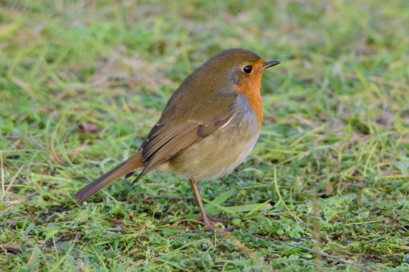  20141129_PB8_5245.JPG </br ><small> 2014-11-29 16:01</br >NIKON D800 + 150.0-600.0 mm f/5.0-6.3<br /> 600mm 1/500s f/8 ISO 3600</small>