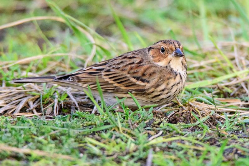  20141129_PB8_5277.JPG </br ><small> 2014-11-29 16:03</br >NIKON D800 + 150.0-600.0 mm f/5.0-6.3<br /> 550mm 1/500s f/8 ISO 4000</small>