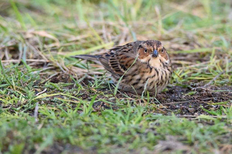  20141129_PB8_5282.JPG </br ><small> 2014-11-29 16:03</br >NIKON D800 + 150.0-600.0 mm f/5.0-6.3<br /> 550mm 1/500s f/8 ISO 4000</small>