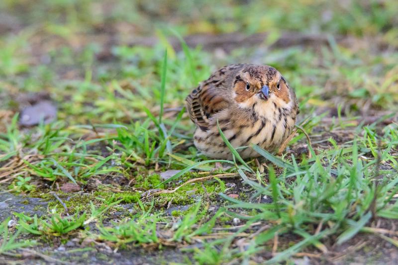  20141129_PB8_5333.JPG </br ><small> 2014-11-29 16:06</br >NIKON D800 + 150.0-600.0 mm f/5.0-6.3<br /> 550mm 1/500s f/8 ISO 5600</small>