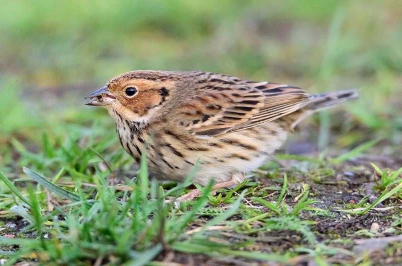  20141129_PB8_5339.JPG </br ><small> 2014-11-29 16:06</br >NIKON D800 + 150.0-600.0 mm f/5.0-6.3<br /> 550mm 1/800s f/8 ISO 10159</small>