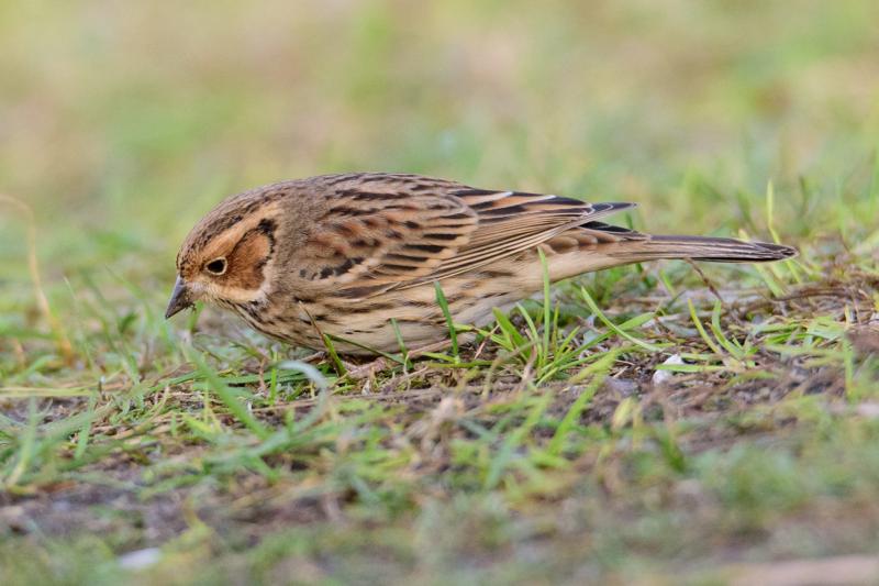  20141129_PB8_5068.JPG </br ><small> 2014-11-29 15:45</br >NIKON D800 + 150.0-600.0 mm f/5.0-6.3<br /> 500mm 1/1000s f/7.1 ISO 4500</small>