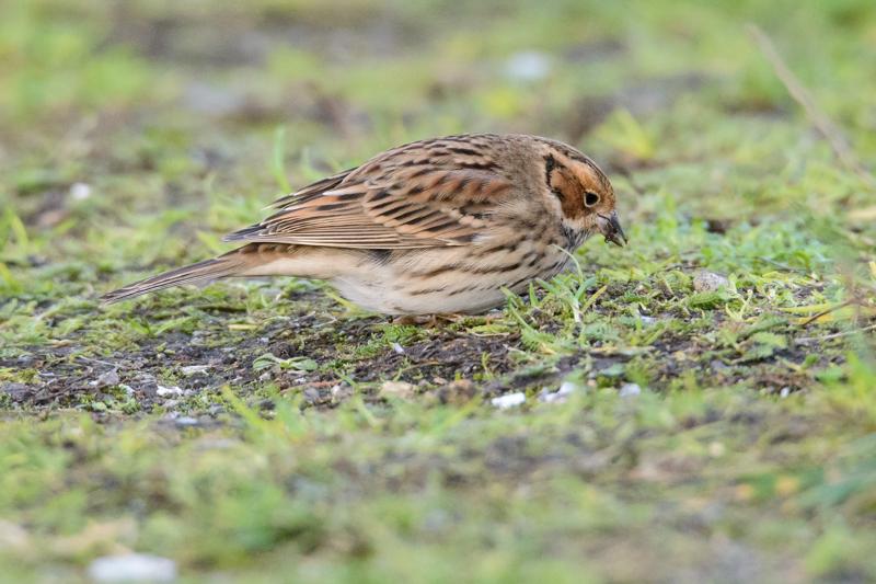  20141129_PB8_5149.JPG </br ><small> 2014-11-29 15:54</br >NIKON D800 + 150.0-600.0 mm f/5.0-6.3<br /> 500mm 1/500s f/8 ISO 3600</small>