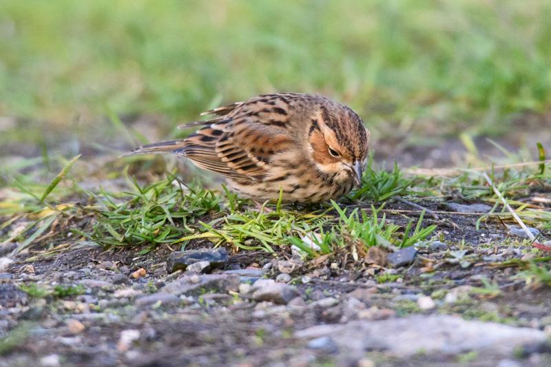  20141129_PB8_5210.JPG </br ><small> 2014-11-29 15:59</br >NIKON D800 + 150.0-600.0 mm f/5.0-6.3<br /> 550mm 1/500s f/8 ISO 3600</small>