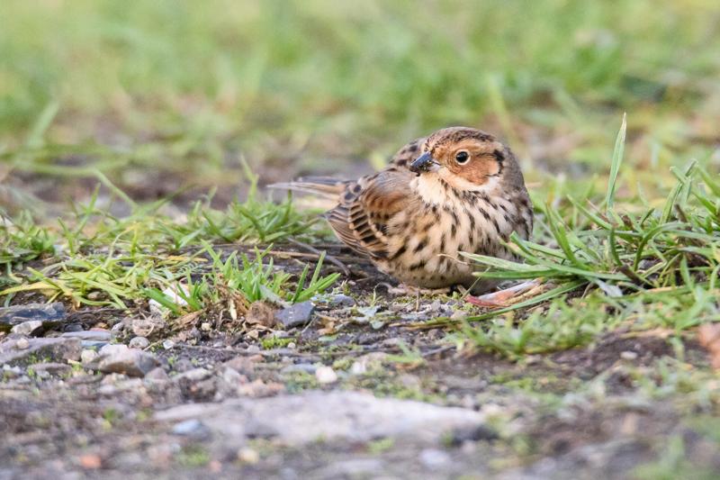  20141129_PB8_5218.JPG </br ><small> 2014-11-29 15:59</br >NIKON D800 + 150.0-600.0 mm f/5.0-6.3<br /> 550mm 1/500s f/8 ISO 4000</small>