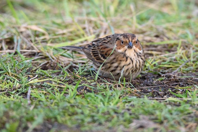  20141129_PB8_5283.JPG </br ><small> 2014-11-29 16:03</br >NIKON D800 + 150.0-600.0 mm f/5.0-6.3<br /> 550mm 1/500s f/8 ISO 4000</small>