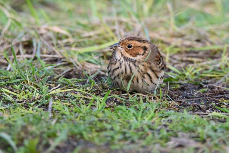  20141129_PB8_5289.JPG </br ><small> 2014-11-29 16:04</br >NIKON D800 + 150.0-600.0 mm f/5.0-6.3<br /> 550mm 1/500s f/8 ISO 4000</small>