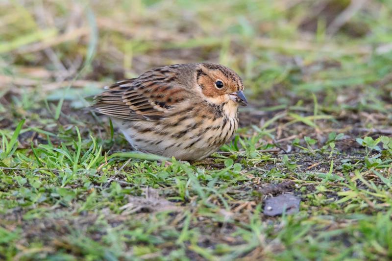  20141129_PB8_5301.JPG </br ><small> 2014-11-29 16:04</br >NIKON D800 + 150.0-600.0 mm f/5.0-6.3<br /> 550mm 1/500s f/8 ISO 4500</small>