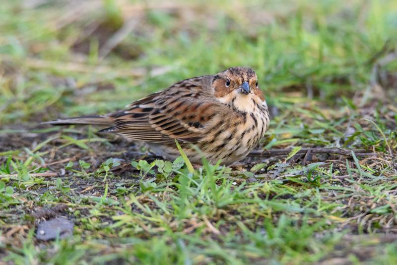  20141129_PB8_5305.JPG </br ><small> 2014-11-29 16:04</br >NIKON D800 + 150.0-600.0 mm f/5.0-6.3<br /> 550mm 1/500s f/8 ISO 4500</small>