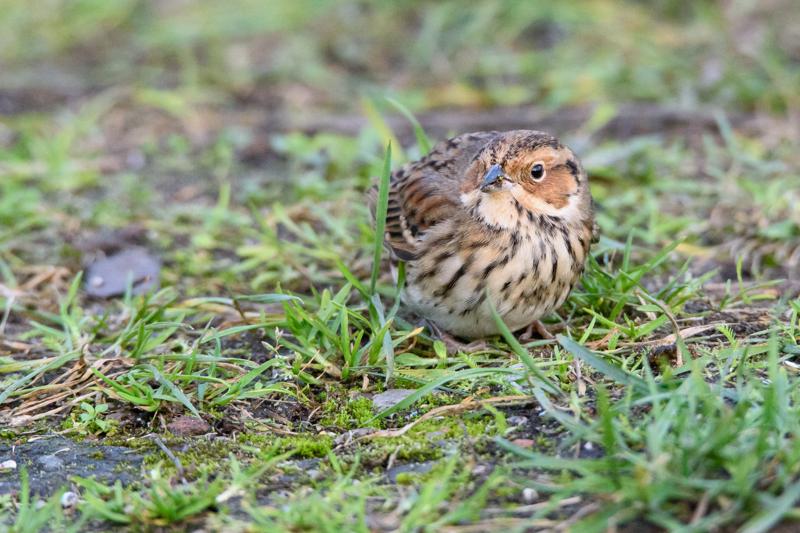  20141129_PB8_5324.JPG </br ><small> 2014-11-29 16:06</br >NIKON D800 + 150.0-600.0 mm f/5.0-6.3<br /> 550mm 1/500s f/8 ISO 5600</small>