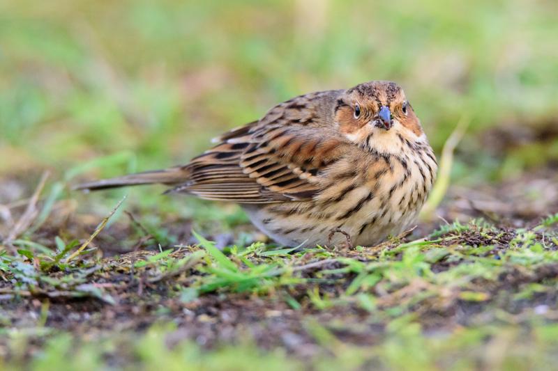  20141129_PB8_5362.JPG </br ><small> 2014-11-29 16:07</br >NIKON D800 + 150.0-600.0 mm f/5.0-6.3<br /> 550mm 1/500s f/8 ISO 5600</small>