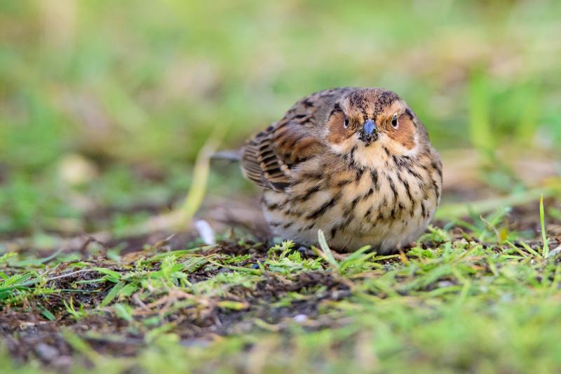  20141129_PB8_5374.JPG </br ><small> 2014-11-29 16:07</br >NIKON D800 + 150.0-600.0 mm f/5.0-6.3<br /> 550mm 1/500s f/8 ISO 5000</small>