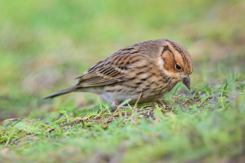  20141129_PB8_5408.JPG </br ><small> 2014-11-29 16:08</br >NIKON D800 + 150.0-600.0 mm f/5.0-6.3<br /> 550mm 1/500s f/8 ISO 5600</small>