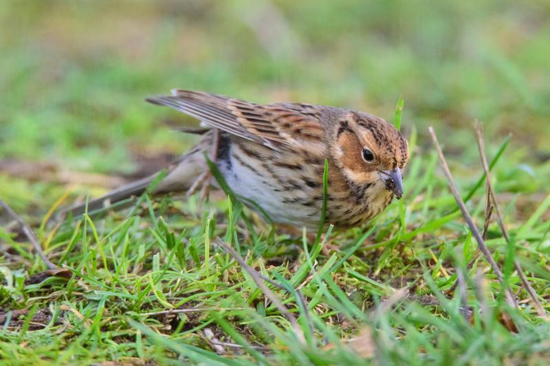  20141129_PB8_5435.JPG </br ><small> 2014-11-29 16:09</br >NIKON D800 + 150.0-600.0 mm f/5.0-6.3<br /> 600mm 1/500s f/8 ISO 6400</small>