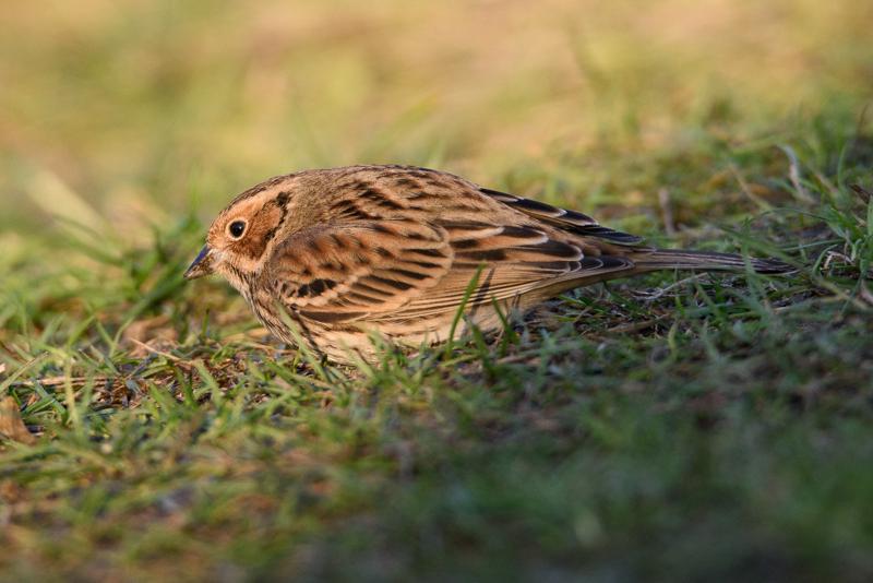  20141129_PB8_5074.JPG </br ><small> 2014-11-29 15:46</br >NIKON D800 + 150.0-600.0 mm f/5.0-6.3<br /> 500mm 1/500s f/8 ISO 1000</small>