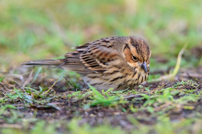  20141129_PB8_5350.JPG </br ><small> 2014-11-29 16:07</br >NIKON D800 + 150.0-600.0 mm f/5.0-6.3<br /> 550mm 1/500s f/8 ISO 5000</small>