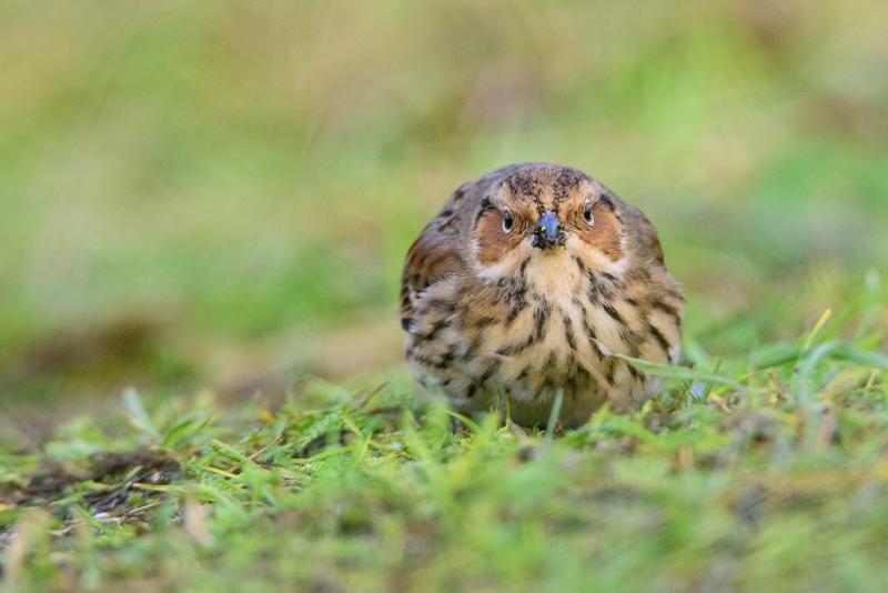  20141129_PB8_5399.JPG </br ><small> 2014-11-29 16:08</br >NIKON D800 + 150.0-600.0 mm f/5.0-6.3<br /> 550mm 1/500s f/8 ISO 5000</small>