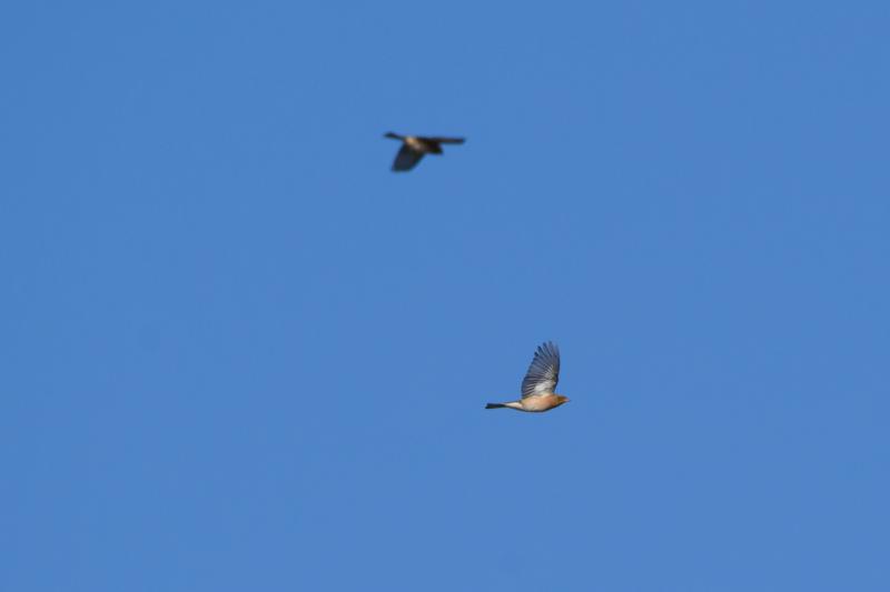  20141004_PB8_2950.JPG </br ><small> 2014-10-04 14:03</br >NIKON D800 + 150.0-600.0 mm f/5.0-6.3<br /> 600mm 1/1250s f/8 ISO 280</small>