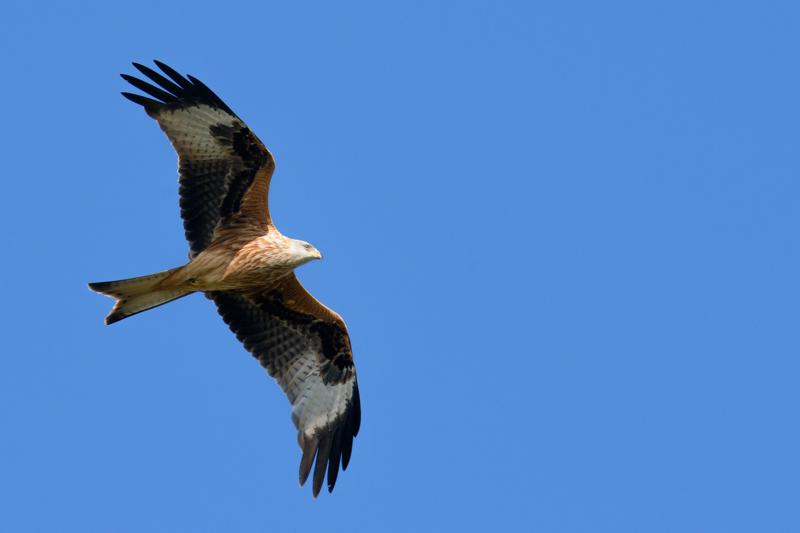  20141004_PB8_2987.JPG </br ><small> 2014-10-04 14:10</br >NIKON D800 + 150.0-600.0 mm f/5.0-6.3<br /> 550mm 1/1250s f/9 ISO 640</small>