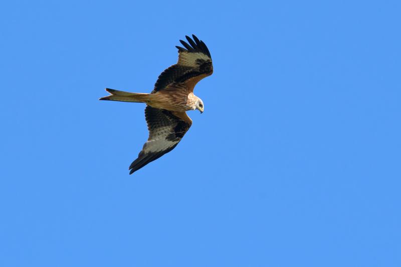  20141004_PB8_2991.JPG </br ><small> 2014-10-04 14:10</br >NIKON D800 + 150.0-600.0 mm f/5.0-6.3<br /> 550mm 1/1250s f/9 ISO 560</small>