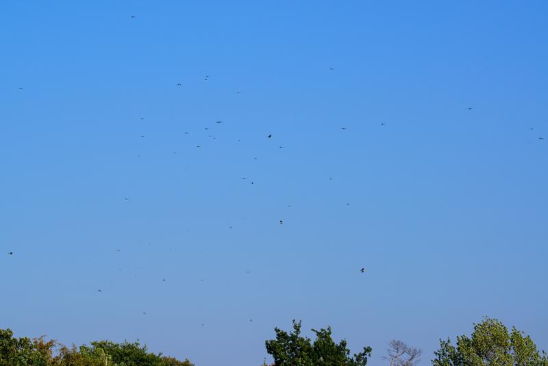  20141004_PB8_3001.JPG </br ><small> 2014-10-04 14:15</br >NIKON D800 + 150.0-600.0 mm f/5.0-6.3<br /> 150mm 1/1250s f/9 ISO 360</small>