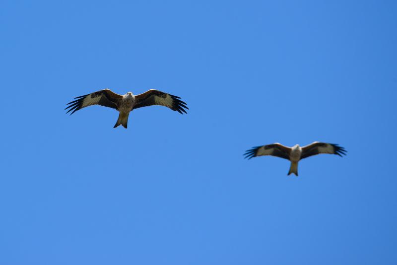  20141004_PB8_3012.JPG </br ><small> 2014-10-04 14:16</br >NIKON D800 + 150.0-600.0 mm f/5.0-6.3<br /> 550mm 1/1250s f/9 ISO 640</small>