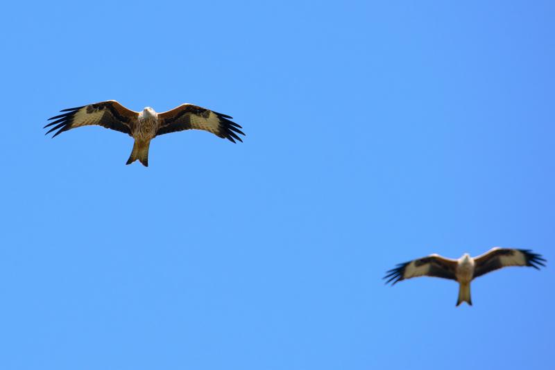  20141004_PB8_3013.JPG </br ><small> 2014-10-04 14:16</br >NIKON D800 + 150.0-600.0 mm f/5.0-6.3<br /> 550mm 1/1250s f/9 ISO 640</small>