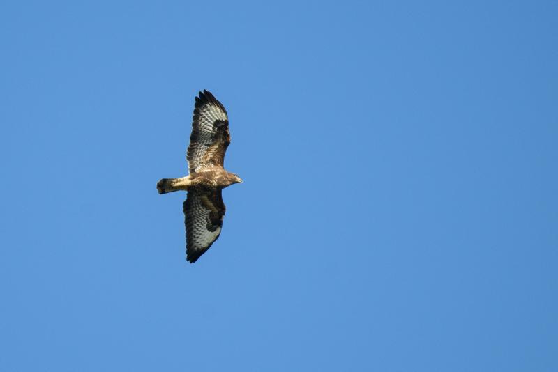  20141004_PB8_3141.JPG </br ><small> 2014-10-04 15:19</br >NIKON D800 + 150.0-600.0 mm f/5.0-6.3<br /> 550mm 1/1250s f/6.3 ISO 500</small>