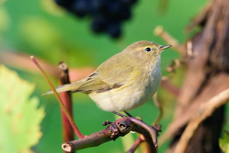  20141010_PB8_3272.JPG </br ><small> 2014-10-10 11:48</br >NIKON D800 + 150.0-600.0 mm f/5.0-6.3<br /> 500mm 1/1000s f/8 ISO 4000</small>