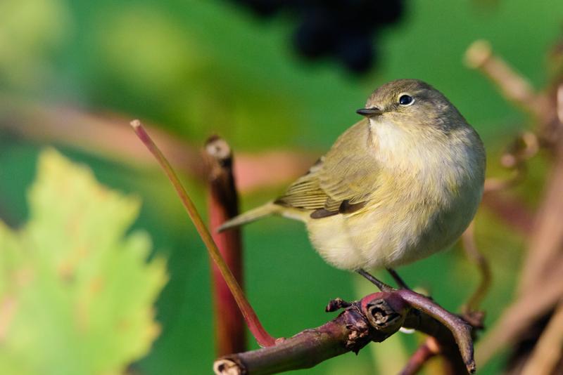  20141010_PB8_3275.JPG </br ><small> 2014-10-10 11:48</br >NIKON D800 + 150.0-600.0 mm f/5.0-6.3<br /> 500mm 1/1000s f/8 ISO 3600</small>