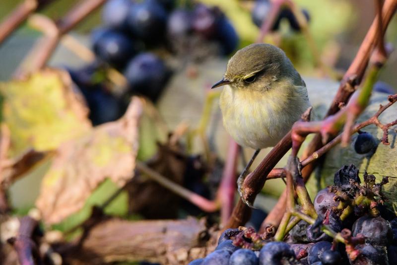  20141010_PB8_3276.JPG </br ><small> 2014-10-10 11:49</br >NIKON D800 + 150.0-600.0 mm f/5.0-6.3<br /> 500mm 1/1000s f/9 ISO 3600</small>