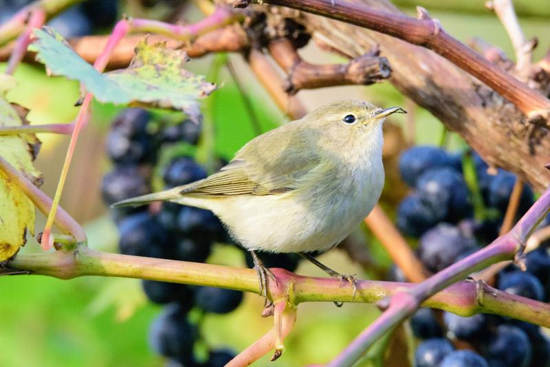  20141010_PB8_3301.JPG </br ><small> 2014-10-10 11:49</br >NIKON D800 + 150.0-600.0 mm f/5.0-6.3<br /> 500mm 1/1000s f/9 ISO 6400</small>