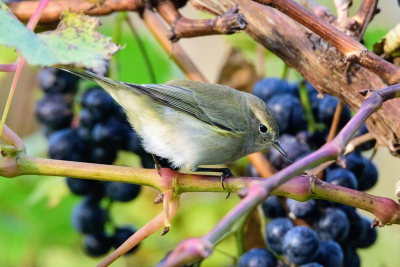  20141010_PB8_3305.JPG </br ><small> 2014-10-10 11:49</br >NIKON D800 + 150.0-600.0 mm f/5.0-6.3<br /> 500mm 1/1000s f/9 ISO 6400</small>