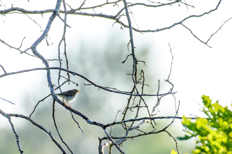  20170701-PB5_7103.JPG </br ><small> 2017-07-01 20:18</br >NIKON D500 + 200.0-500.0 mm f/5.6<br /> 500mm 1/500s f/5.6 ISO 450</small>