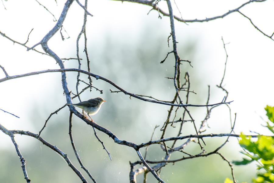 Gundsoemagle Juli 2017