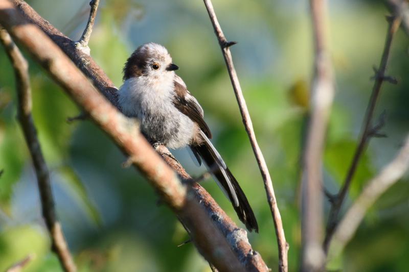  20170701-PB5_7112.JPG </br ><small> 2017-07-01 20:26</br >NIKON D500 + 200.0-500.0 mm f/5.6<br /> 500mm 1/500s f/5.6 ISO 320</small>