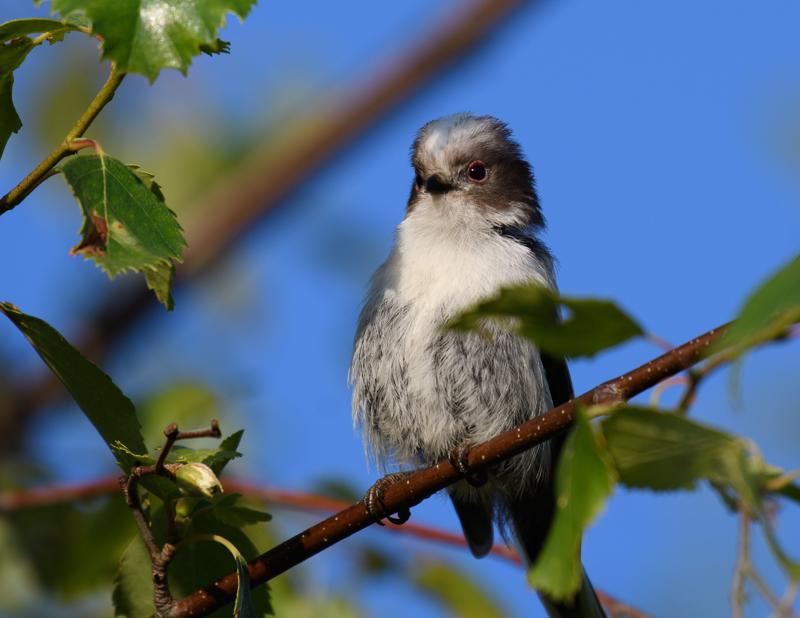  20170701-PB5_7116.JPG </br ><small> 2017-07-01 20:32</br >NIKON D500 + 200.0-500.0 mm f/5.6<br /> 500mm 1/500s f/5.6 ISO 160</small>