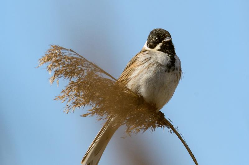  20150502_PB8_7660.JPG </br ><small> 2015-05-02 11:08</br >NIKON D800 + 150.0-600.0 mm f/5.0-6.3<br /> 600mm 1/2000s f/9 ISO 640</small>