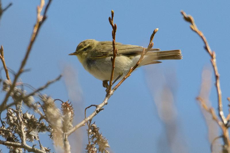  20150502_PB8_7722.JPG </br ><small> 2015-05-02 11:53</br >NIKON D800 + 150.0-600.0 mm f/5.0-6.3<br /> 600mm 1/3200s f/9 ISO 1600</small>