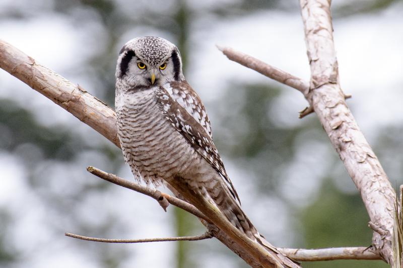  20161220-PB5_3716.JPG </br ><small> 2016-12-20 12:58</br >NIKON D500 + 200.0-500.0 mm f/5.6<br /> 500mm 1/125s f/7.1 ISO 1600</small>