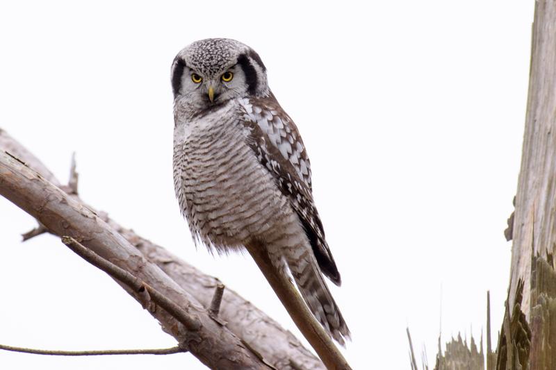  20161220-PB5_3782.JPG </br ><small> 2016-12-20 13:02</br >NIKON D500 + 200.0-500.0 mm f/5.6<br /> 500mm 1/125s f/7.1 ISO 800</small>