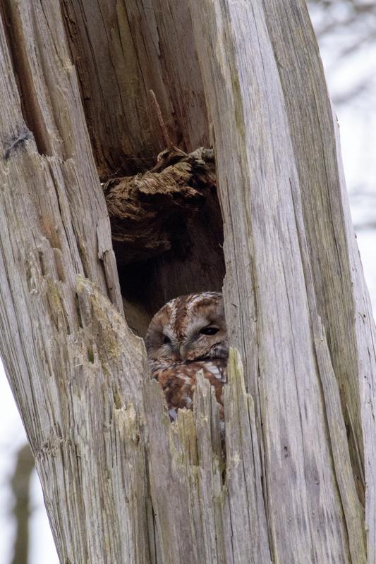  20161220-PB5_3965.JPG </br ><small> 2016-12-20 13:40</br >NIKON D500 + 200.0-500.0 mm f/5.6<br /> 500mm 1/125s f/8 ISO 1600</small>