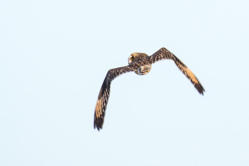  20161203-pb5_3068_37636975075_o.jpg </br ><small> 2016-12-03 13:19</br >NIKON D500 + 200.0-500.0 mm f/5.6<br /> 500mm 1/640s f/6.3 ISO 100</small>