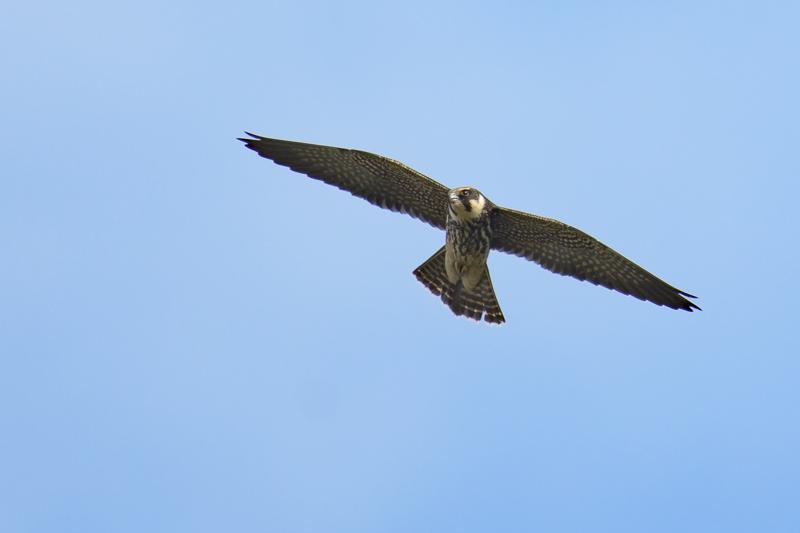  20170924-pb5_9164_24651865268_o.jpg </br ><small> 2017-09-24 14:48</br >NIKON D500 + 200.0-500.0 mm f/5.6<br /> 500mm 1/1000s f/5.6 ISO 100</small>